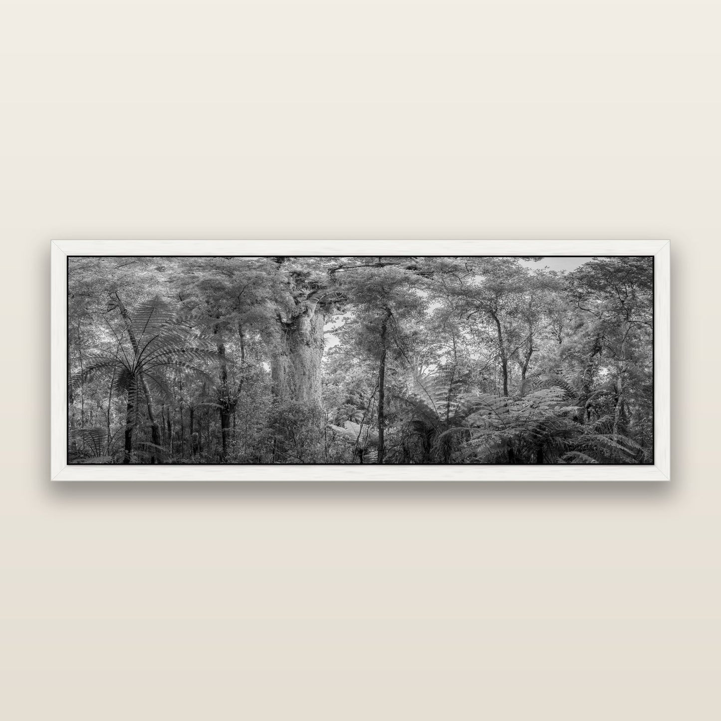 Cathedral of Giants, Ancient Kauri, Dargaville, black and white framed metallic canvas print, White frame. New Zealand fine art wall art by Stephen Milner.