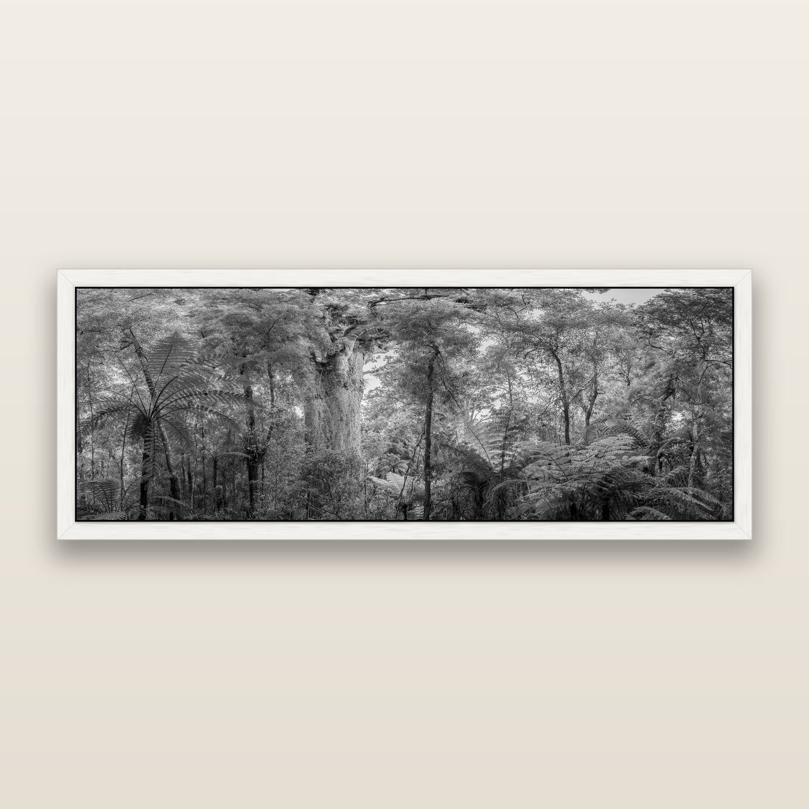 Cathedral of Giants, Ancient Kauri, Dargaville, black and white framed metallic canvas print, White frame. New Zealand fine art wall art by Stephen Milner.