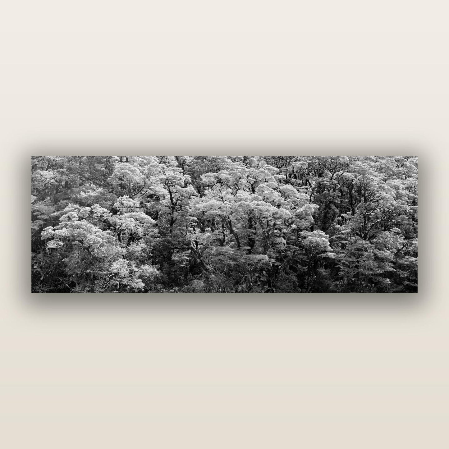 Rainforest Reverie, Fiordland, black and white frameless acrylic glass print. New Zealand fine art photography by Stephen Milner.