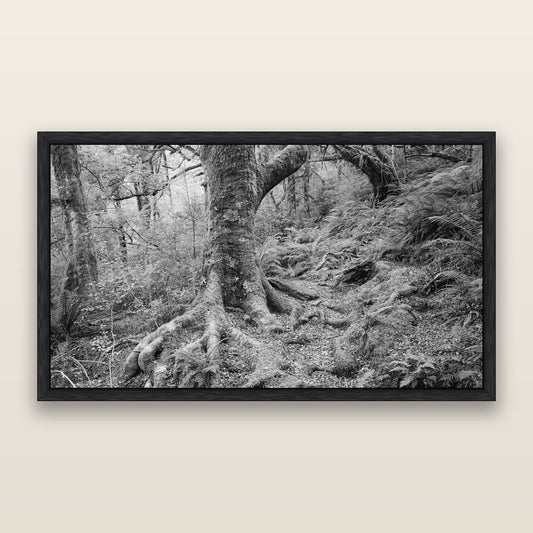 Enchanted Forest Path, Mt. Aspiring National Park, black and white framed metallic canvas print, Black frame. New Zealand fine art wall art by Stephen Milner.
