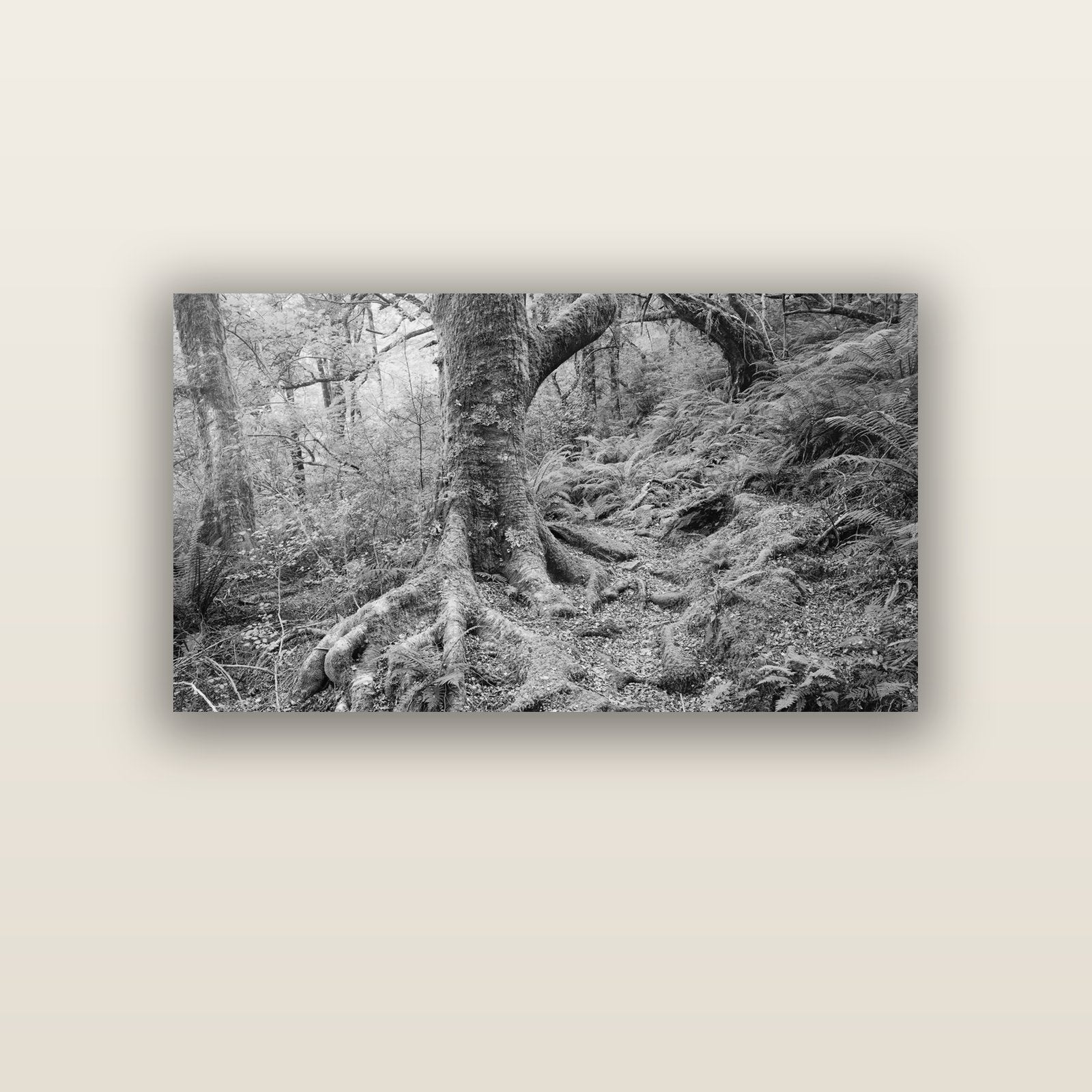 Enchanted Forest Path, Mt. Aspiring National Park — acrylic glass print, 122 × 61 cm. New Zealand fine art landscape wall art by Stephen Milner.