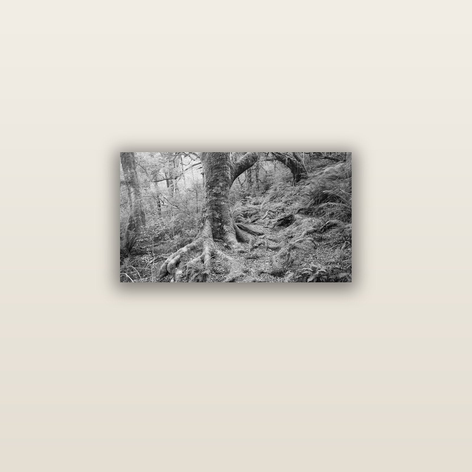 Enchanted Forest Path, Mt. Aspiring National Park — acrylic glass print, 61 × 30 cm. New Zealand fine art landscape wall art by Stephen Milner.