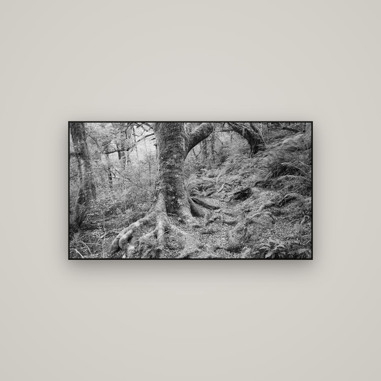 Enchanted Forest Path, Mt. Aspiring National Park — ArtBox Black, 107×60 cm. New Zealand fine art wall art by Stephen Milner.