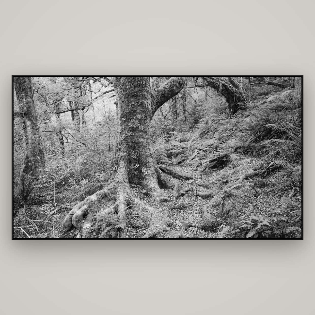 Enchanted Forest Path, Mt. Aspiring National Park — ArtBox Black, 196×110 cm. New Zealand fine art wall art by Stephen Milner.