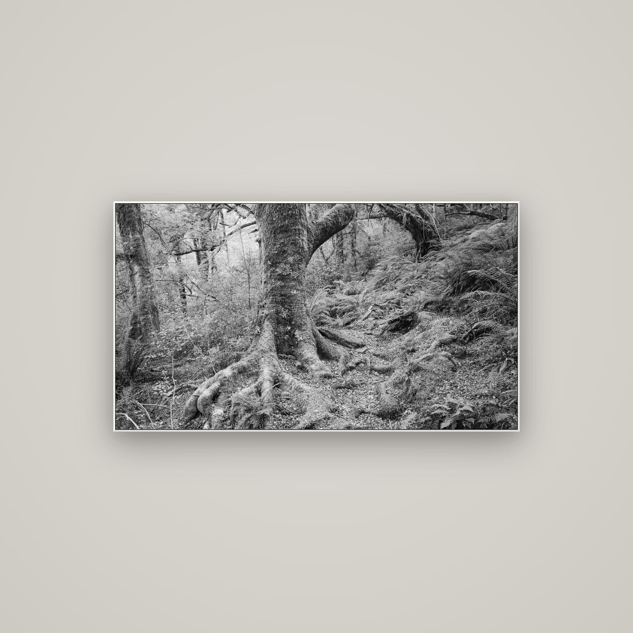 Enchanted Forest Path, Mt. Aspiring National Park — ArtBox White, 107×60 cm. New Zealand fine art wall art by Stephen Milner.