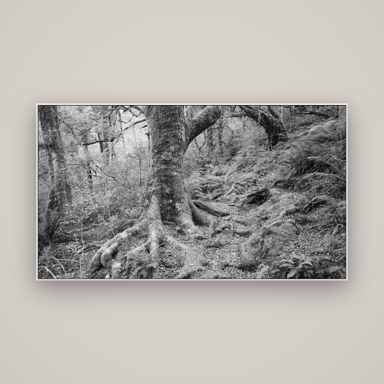 Enchanted Forest Path, Mt. Aspiring National Park — ArtBox White, 160×90 cm. New Zealand fine art wall art by Stephen Milner.