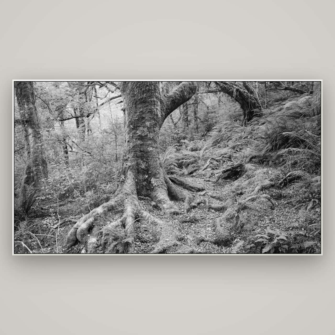 Enchanted Forest Path, Mt. Aspiring National Park — ArtBox White, 196×110 cm. New Zealand fine art wall art by Stephen Milner.