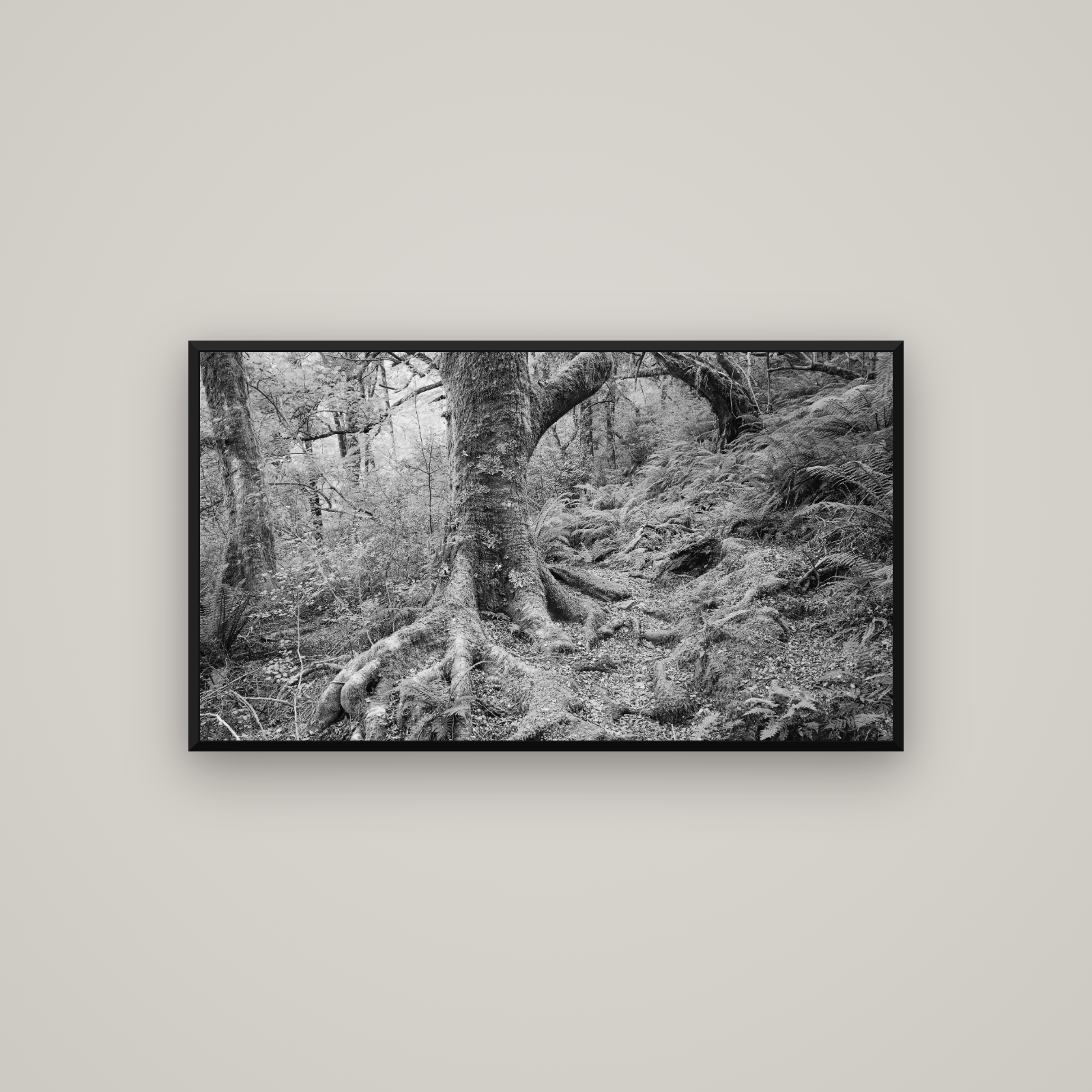 Enchanted Forest Path, Mt. Aspiring National Park — Basel Black Matte, 107×60 cm. New Zealand fine art wall art by Stephen Milner.