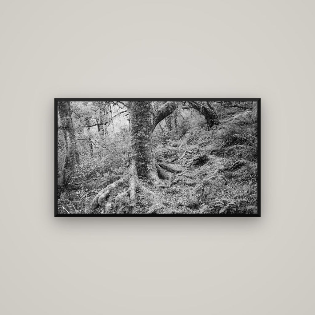 Enchanted Forest Path, Mt. Aspiring National Park — Basel Black Matte, 107×60 cm. New Zealand fine art wall art by Stephen Milner.