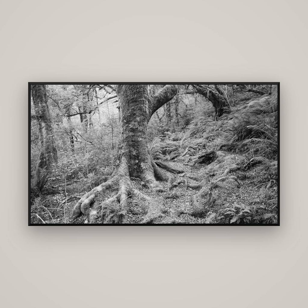 Enchanted Forest Path, Mt. Aspiring National Park — Basel Black Matte, 160×90 cm. New Zealand fine art wall art by Stephen Milner.