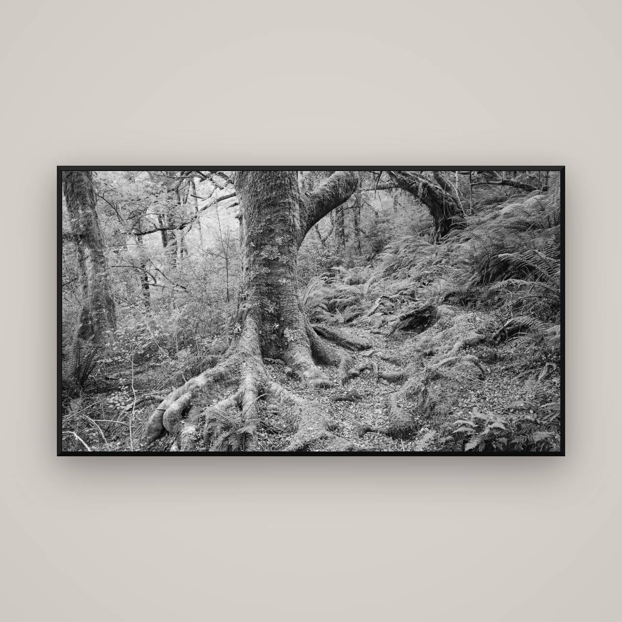 Enchanted Forest Path, Mt. Aspiring National Park — Basel Black, 160×90 cm. New Zealand fine art wall art by Stephen Milner.