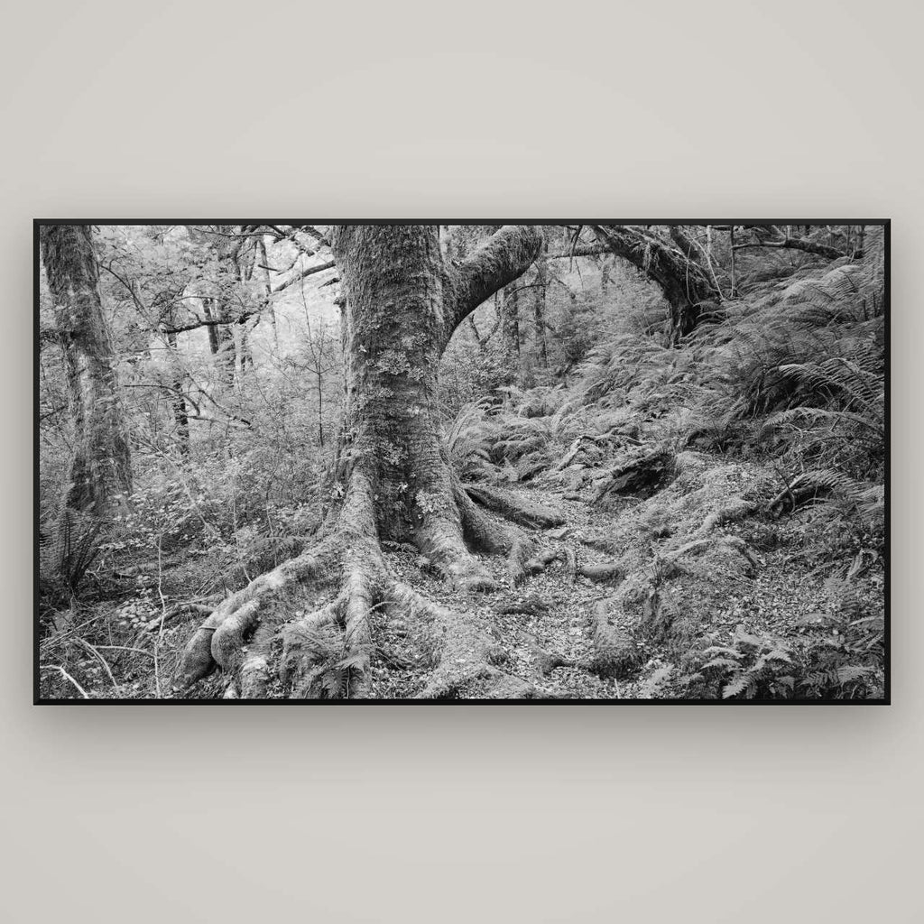 Enchanted Forest Path, Mt. Aspiring National Park — Basel Black Matte, 196×110 cm. New Zealand fine art wall art by Stephen Milner.
