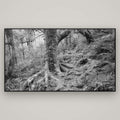 Enchanted Forest Path, Mt. Aspiring National Park — Basel Black, 196×110 cm. New Zealand fine art wall art by Stephen Milner.