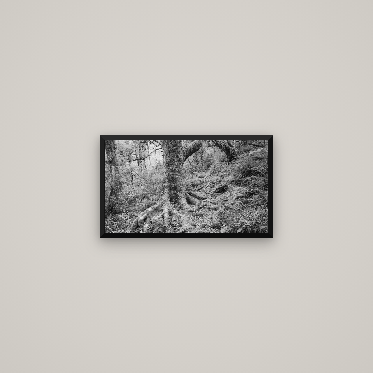 Enchanted Forest Path, Mt. Aspiring National Park — Basel Black Matte, 53×30 cm. New Zealand fine art wall art by Stephen Milner.
