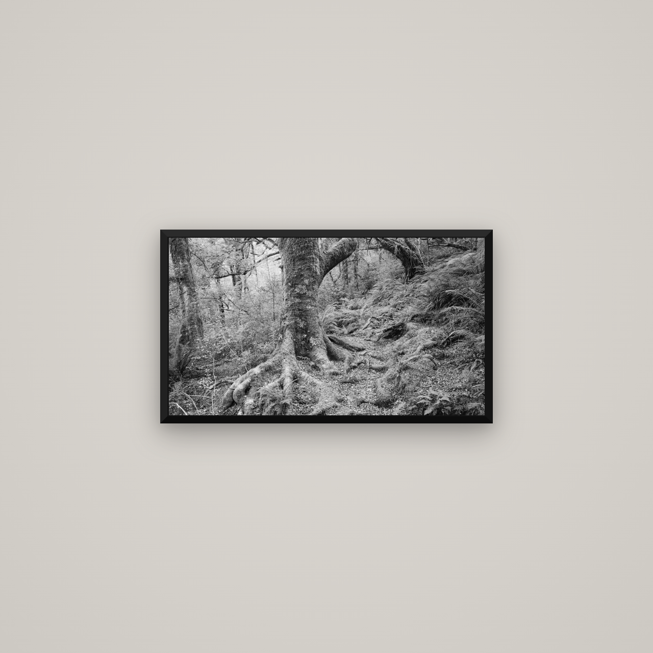Enchanted Forest Path, Mt. Aspiring National Park — Basel Black Matte, 64×36 cm. New Zealand fine art wall art by Stephen Milner.