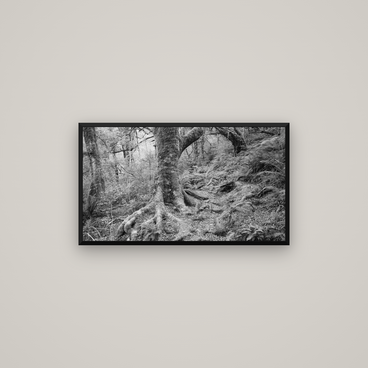 Enchanted Forest Path, Mt. Aspiring National Park — Basel Black Matte, 80×45 cm. New Zealand fine art wall art by Stephen Milner.