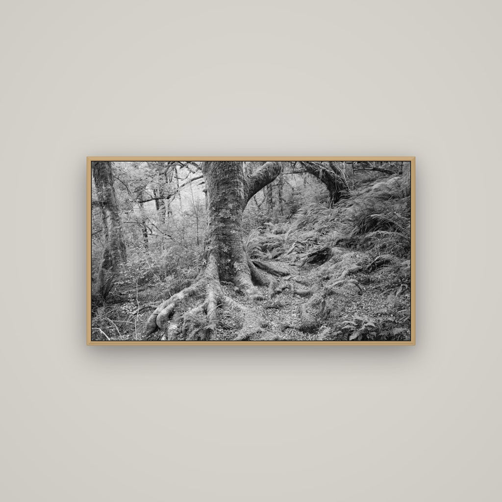 Enchanted Forest Path, Mt. Aspiring National Park, Basel Natural Oak, 107×60 cm. New Zealand fine art wall art by Stephen Milner.