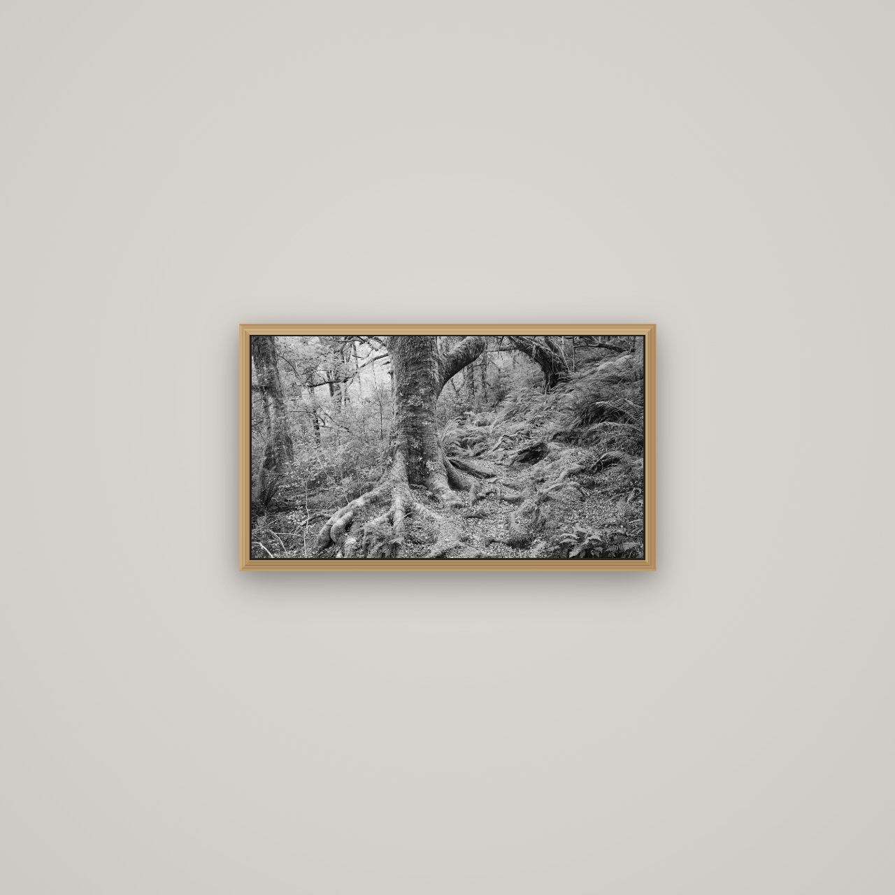 Enchanted Forest Path, Mt. Aspiring National Park, Basel Natural Oak, 53×30 cm. New Zealand fine art wall art by Stephen Milner.