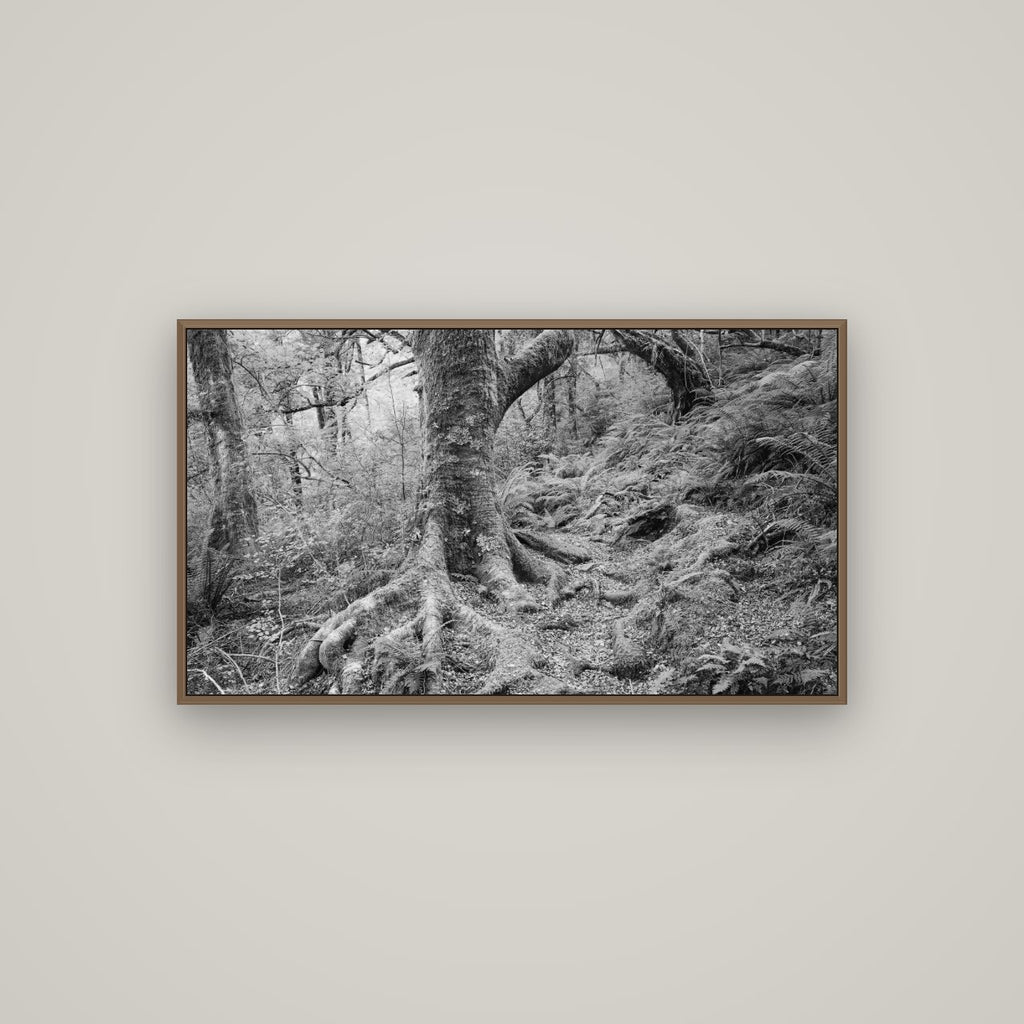 Enchanted Forest Path, Mt. Aspiring National Park, Basel Walnut, 107×60 cm. New Zealand fine art wall art by Stephen Milner.