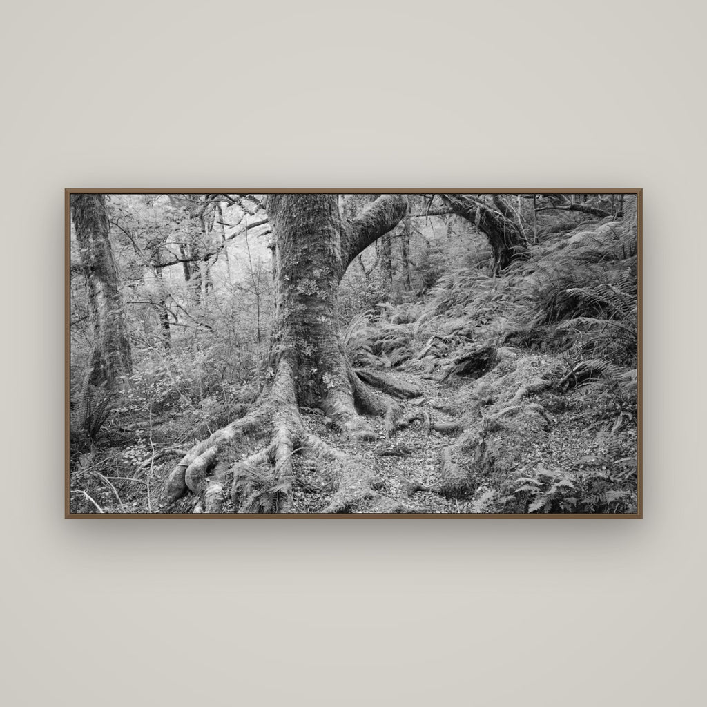 Enchanted Forest Path, Mt. Aspiring National Park, Basel Walnut, 160×90 cm. New Zealand fine art wall art by Stephen Milner.