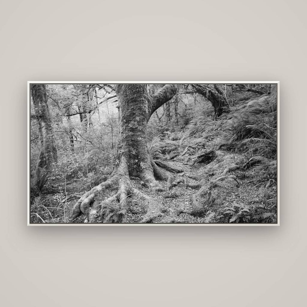 Enchanted Forest Path, Mt. Aspiring National Park — Basel White, 160×90 cm. New Zealand fine art wall art by Stephen Milner.