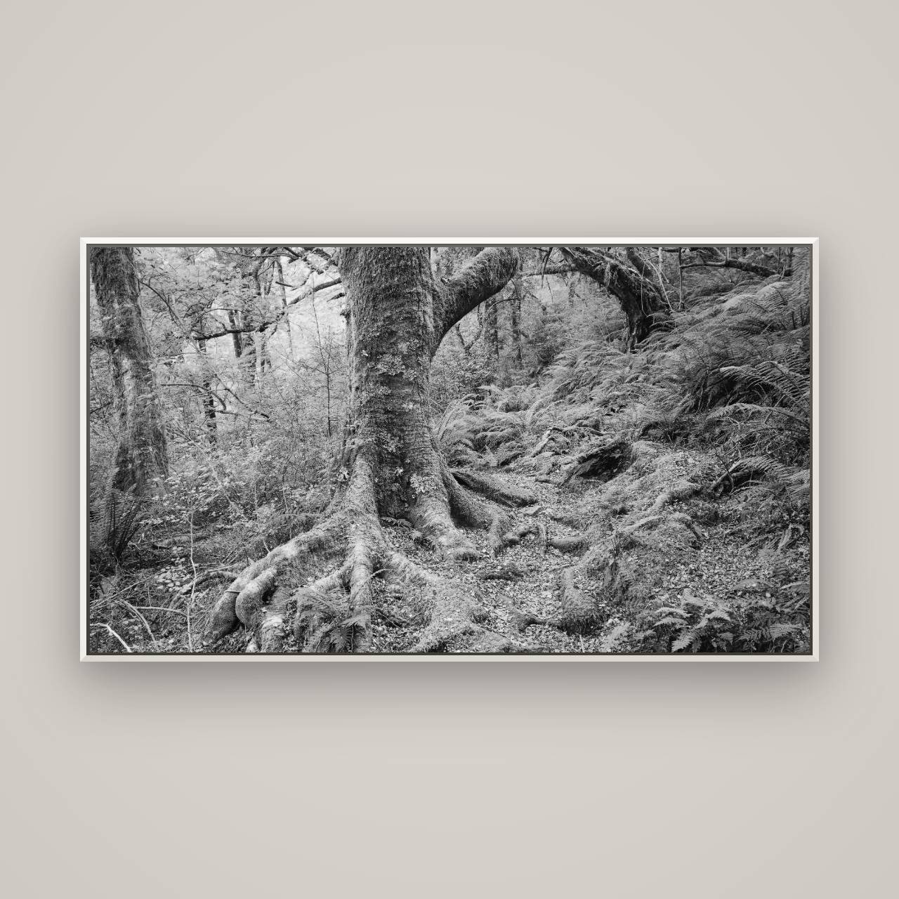 Enchanted Forest Path, Mt. Aspiring National Park — Basel White, 160×90 cm. New Zealand fine art wall art by Stephen Milner.
