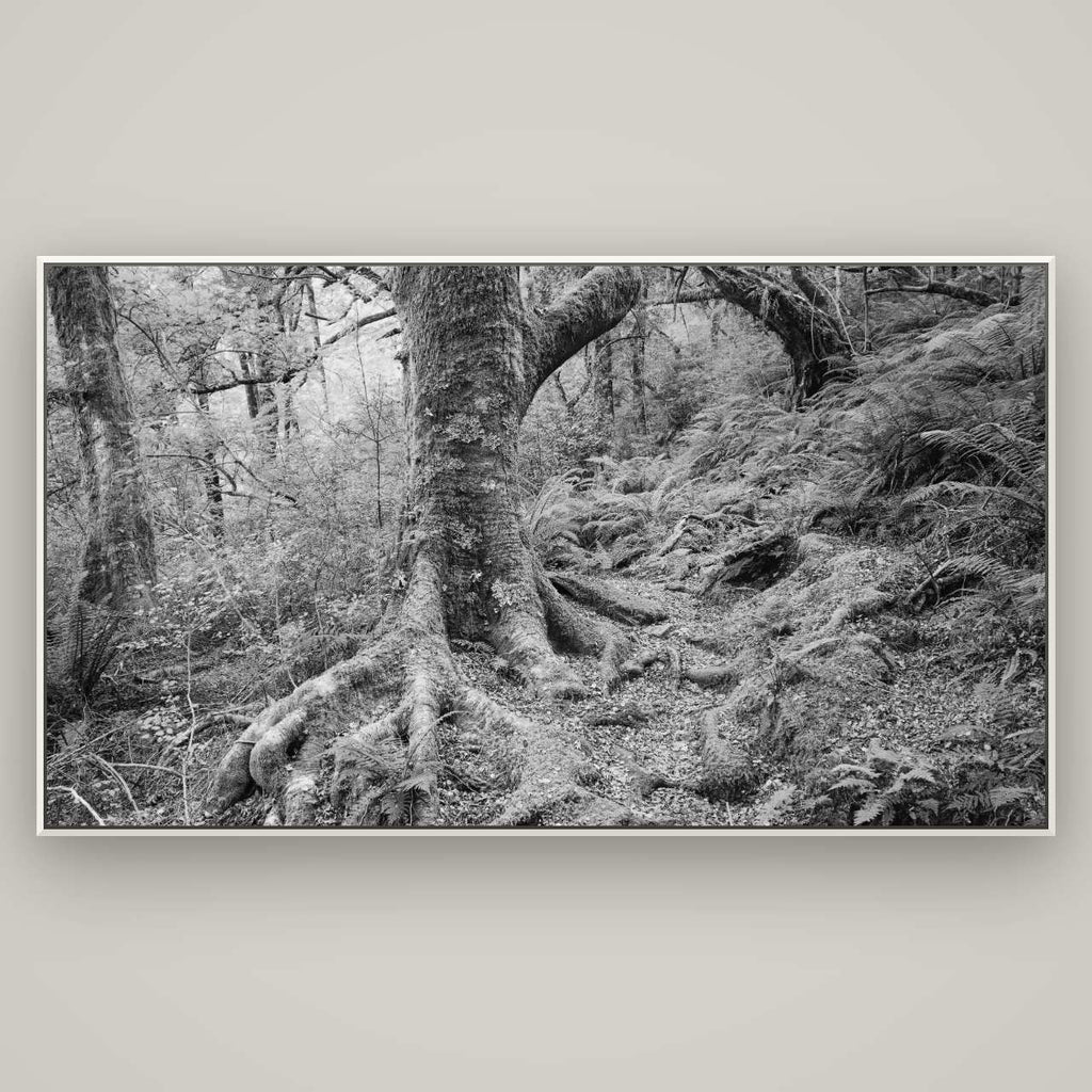 Enchanted Forest Path, Mt. Aspiring National Park — Basel White, 196×110 cm. New Zealand fine art wall art by Stephen Milner.
