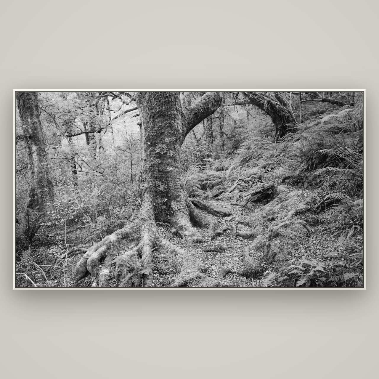 Enchanted Forest Path, Mt. Aspiring National Park — Basel White, 196×110 cm. New Zealand fine art wall art by Stephen Milner.