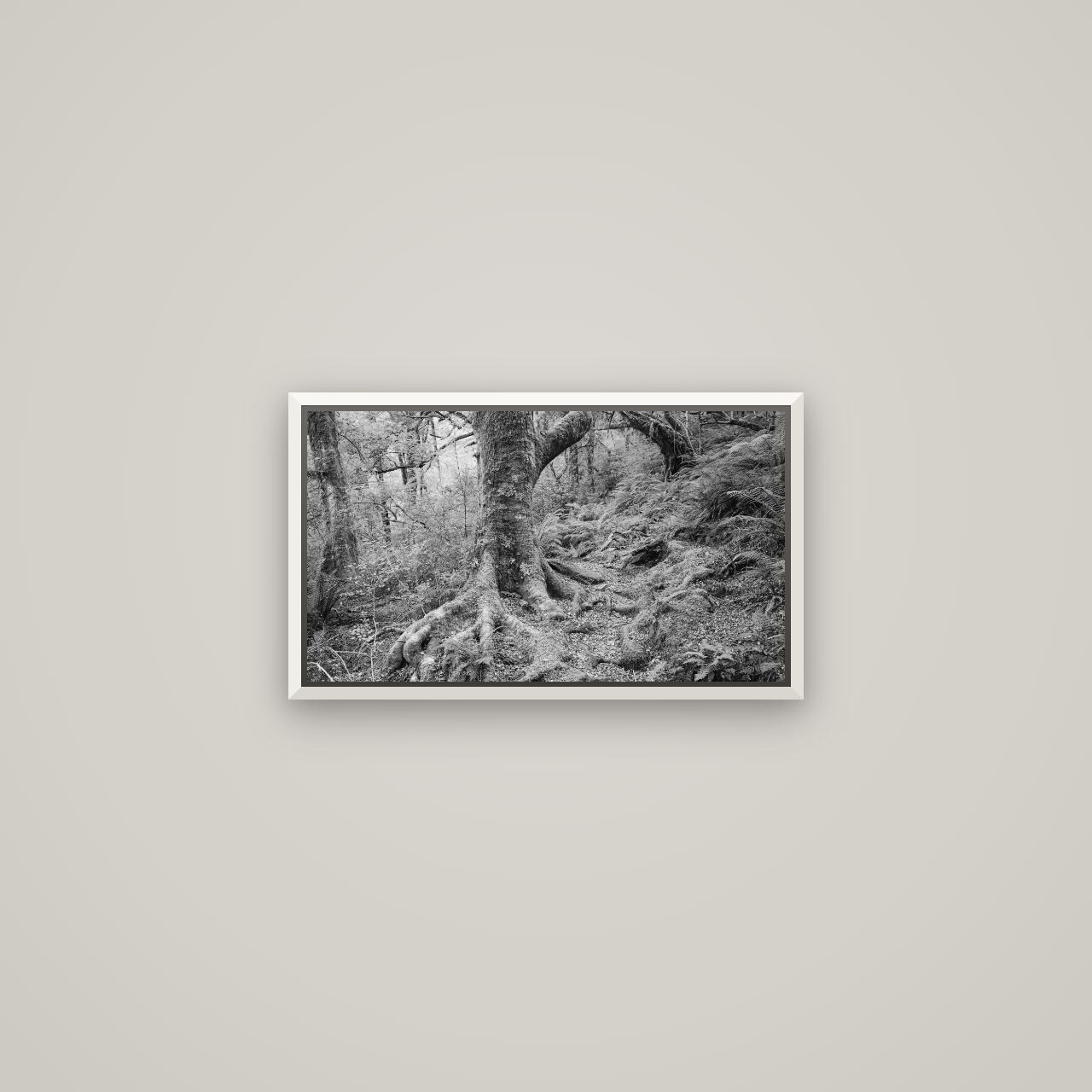 Enchanted Forest Path, Mt. Aspiring National Park — Basel White, 53×30 cm. New Zealand fine art wall art by Stephen Milner.