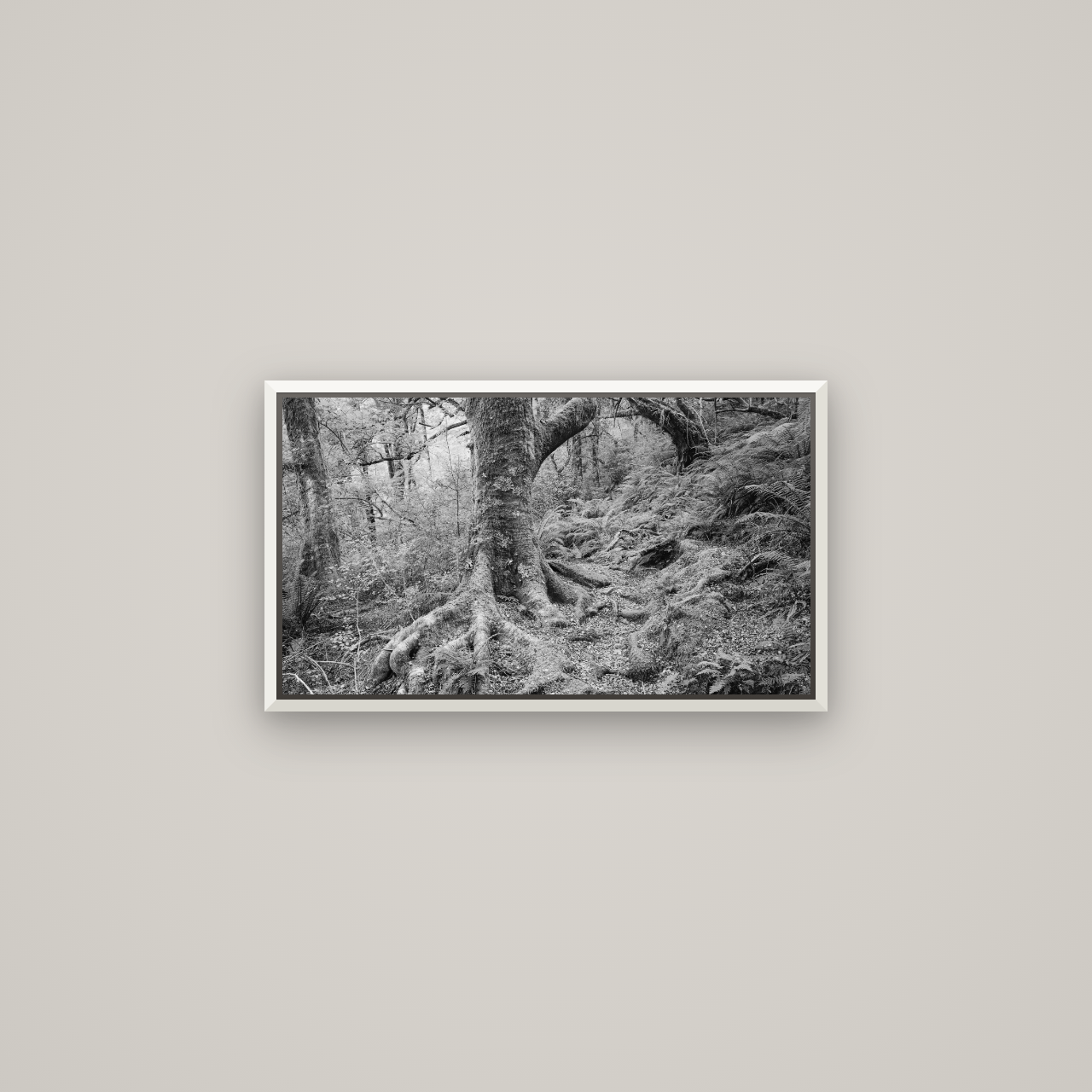 Enchanted Forest Path, Mt. Aspiring National Park — Basel White, 64×36 cm. New Zealand fine art wall art by Stephen Milner.