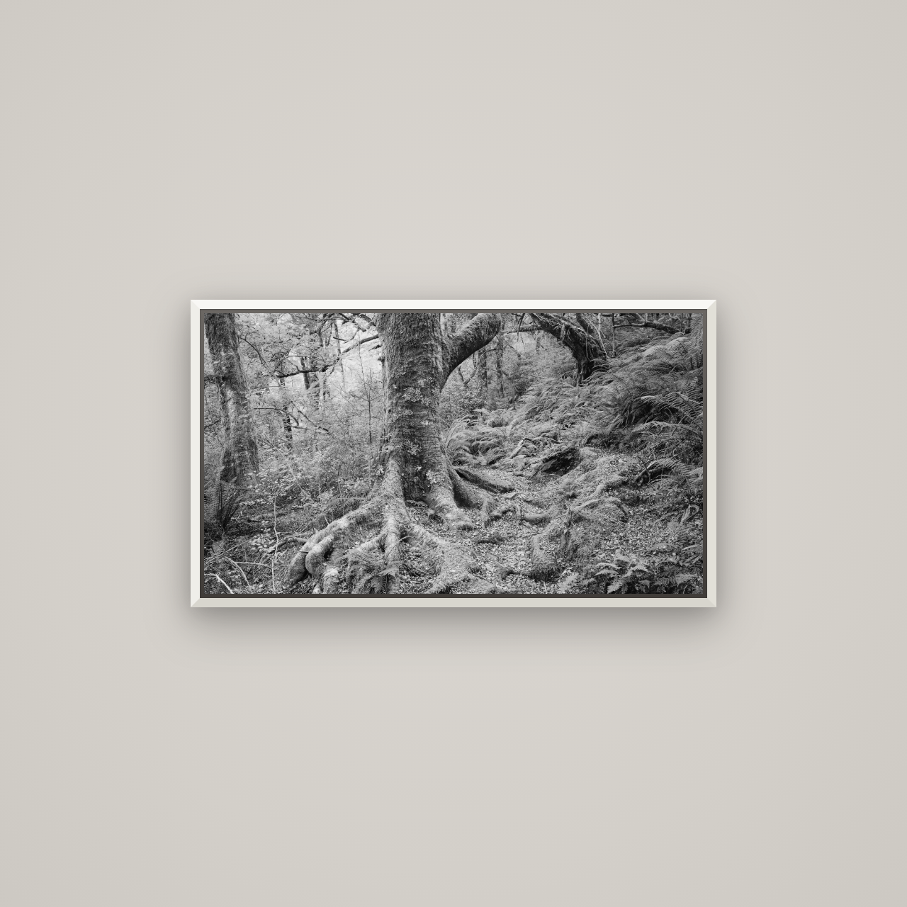 Enchanted Forest Path, Mt. Aspiring National Park — Basel White, 80×45 cm. New Zealand fine art wall art by Stephen Milner.