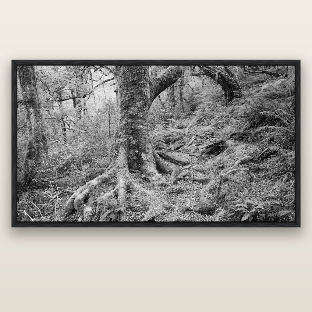 Enchanted Forest Path, Mt. Aspiring National Park — black float frame canvas, 200 × 130 cm. New Zealand fine art landscape wall art by Stephen Milner.