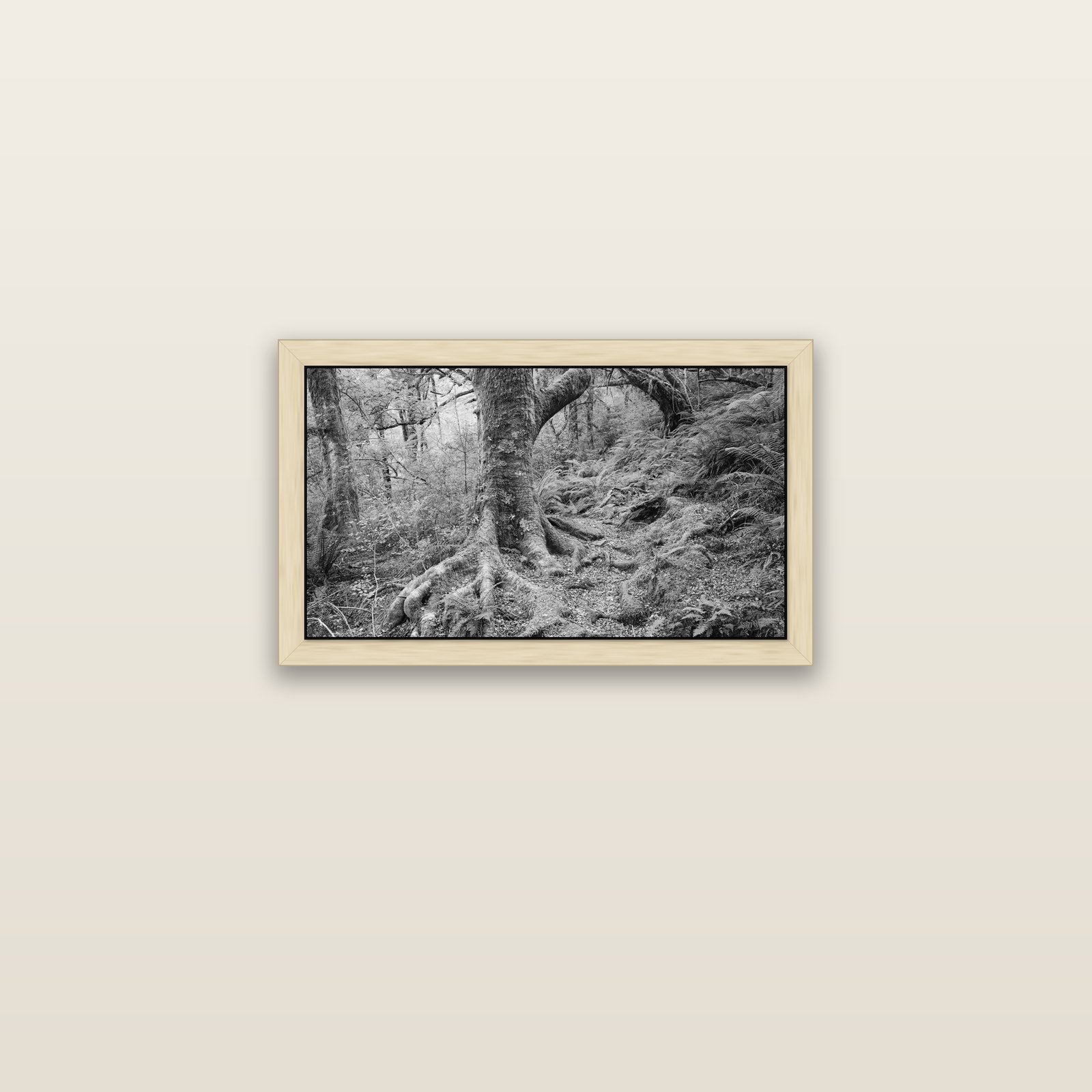 Enchanted Forest Path, Mt. Aspiring National Park — natural float frame canvas, 61 × 36 cm. New Zealand fine art landscape wall art by Stephen Milner.