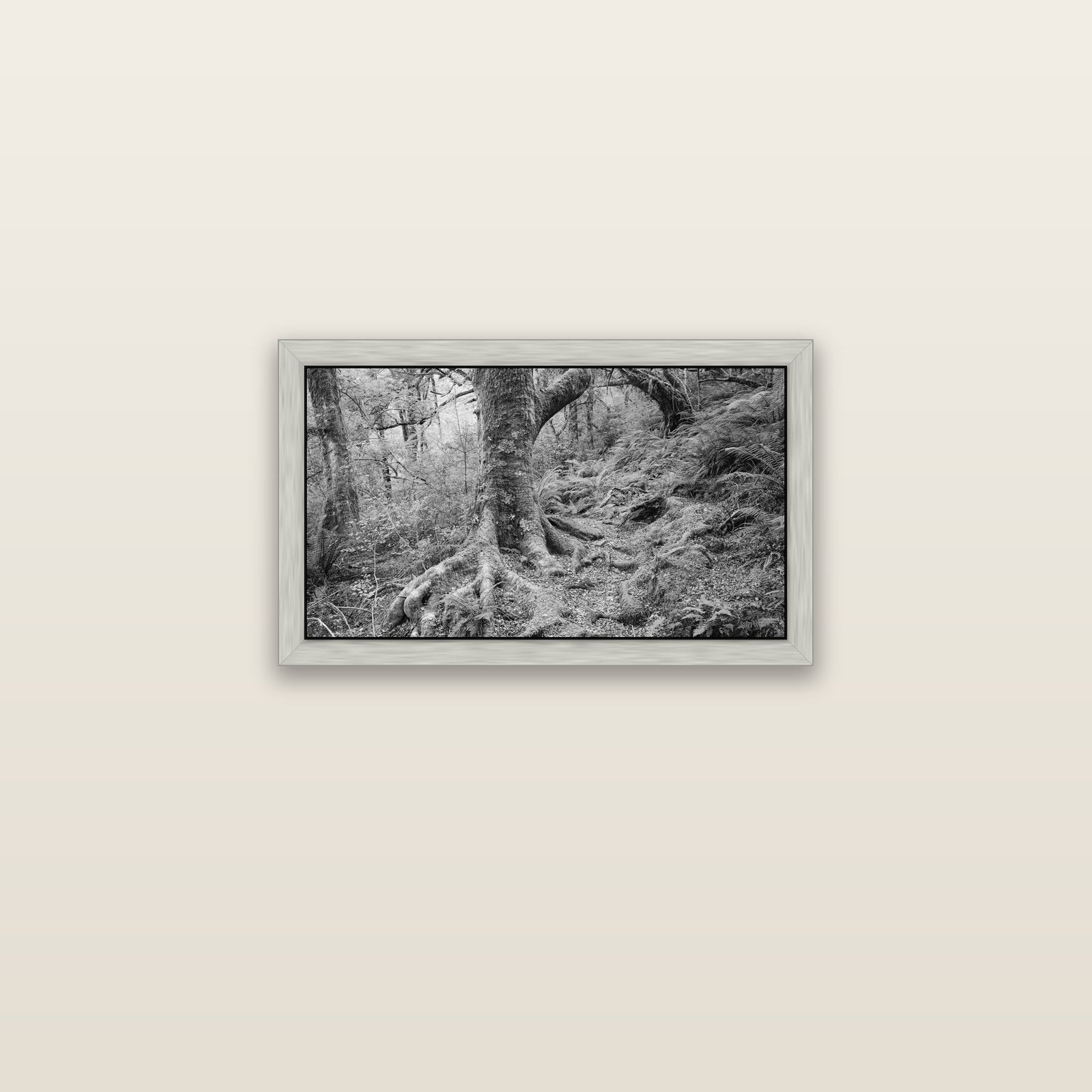 Enchanted Forest Path, Mt. Aspiring National Park — silver float frame canvas, 61 × 36 cm. New Zealand fine art landscape wall art by Stephen Milner.