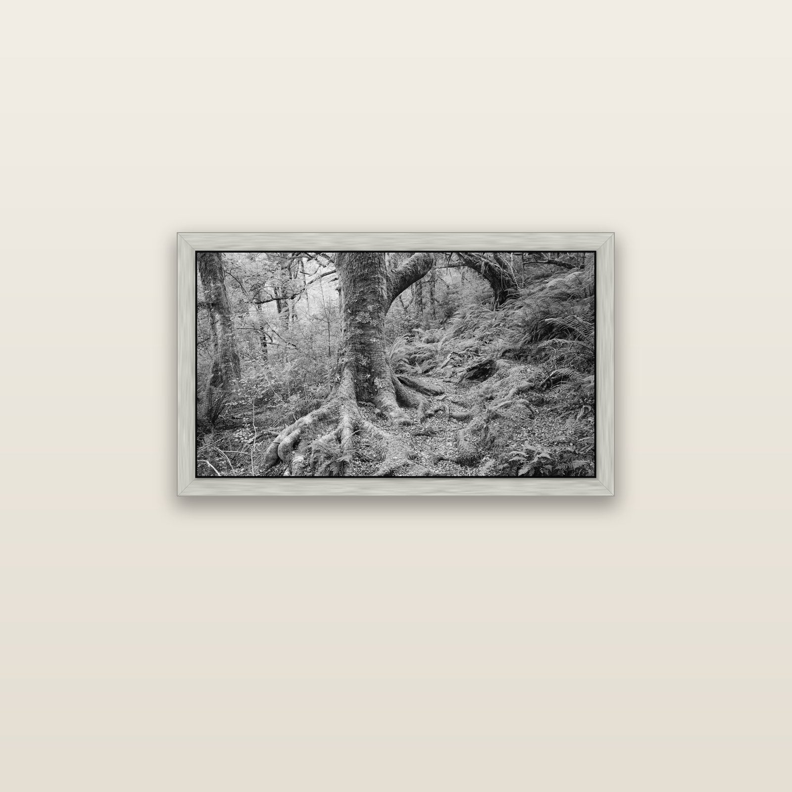 Enchanted Forest Path, Mt. Aspiring National Park — silver float frame canvas, 81 × 46 cm. New Zealand fine art landscape wall art by Stephen Milner.