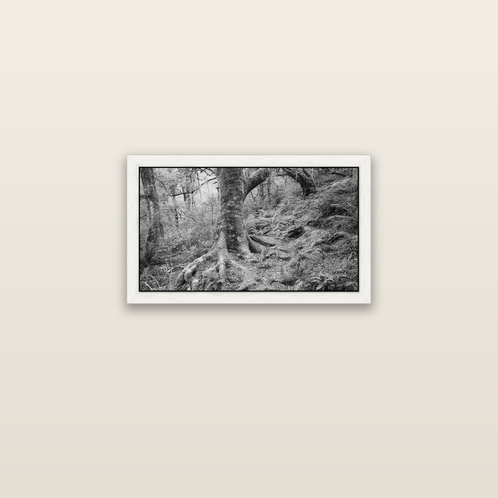 Enchanted Forest Path, Mt. Aspiring National Park — white float frame canvas, 61 × 36 cm. New Zealand fine art landscape wall art by Stephen Milner.