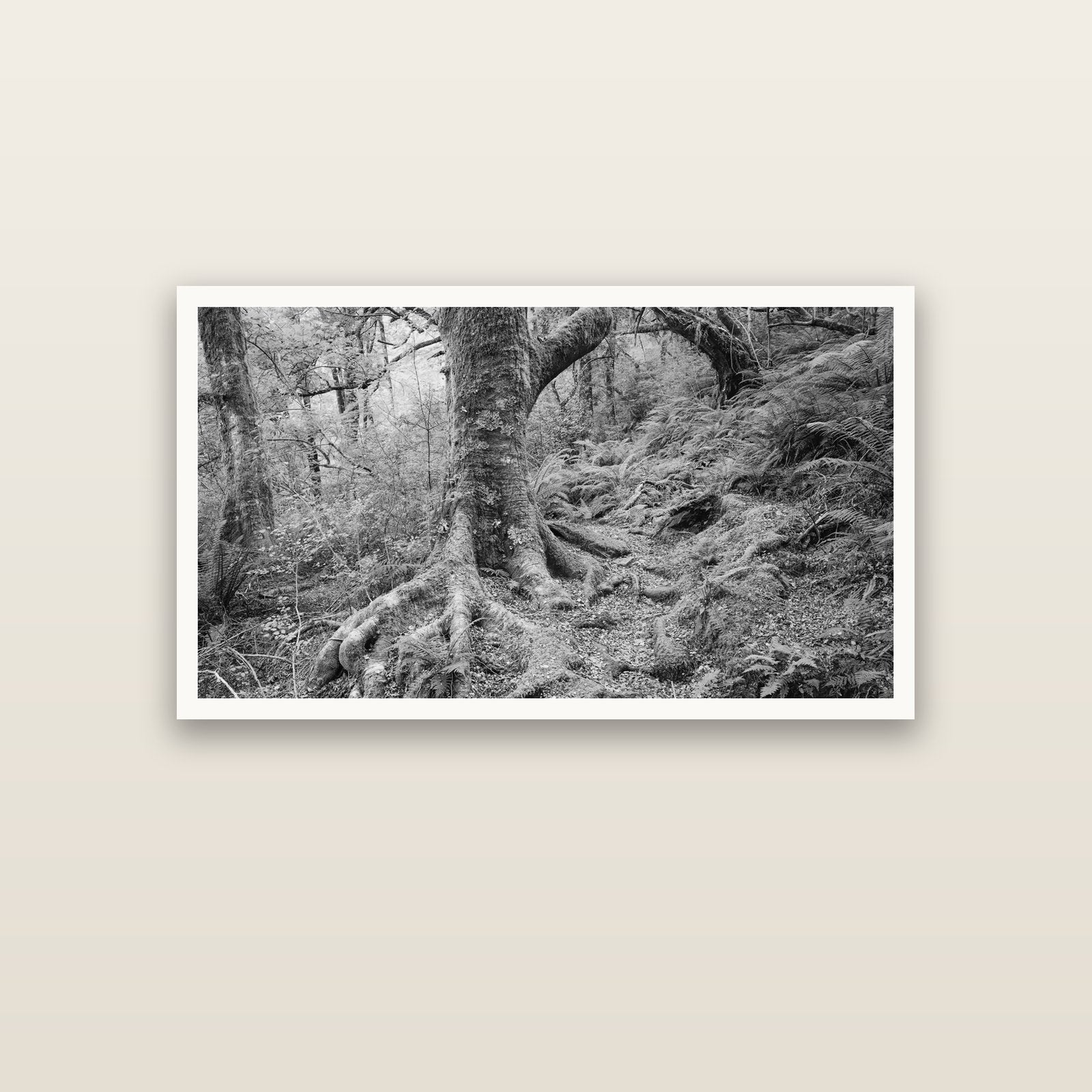 Enchanted Forest Path, Mt. Aspiring National Park — Hahnemühle fine art print, 120 × 70 cm. New Zealand fine art landscape photography by Stephen Milner.