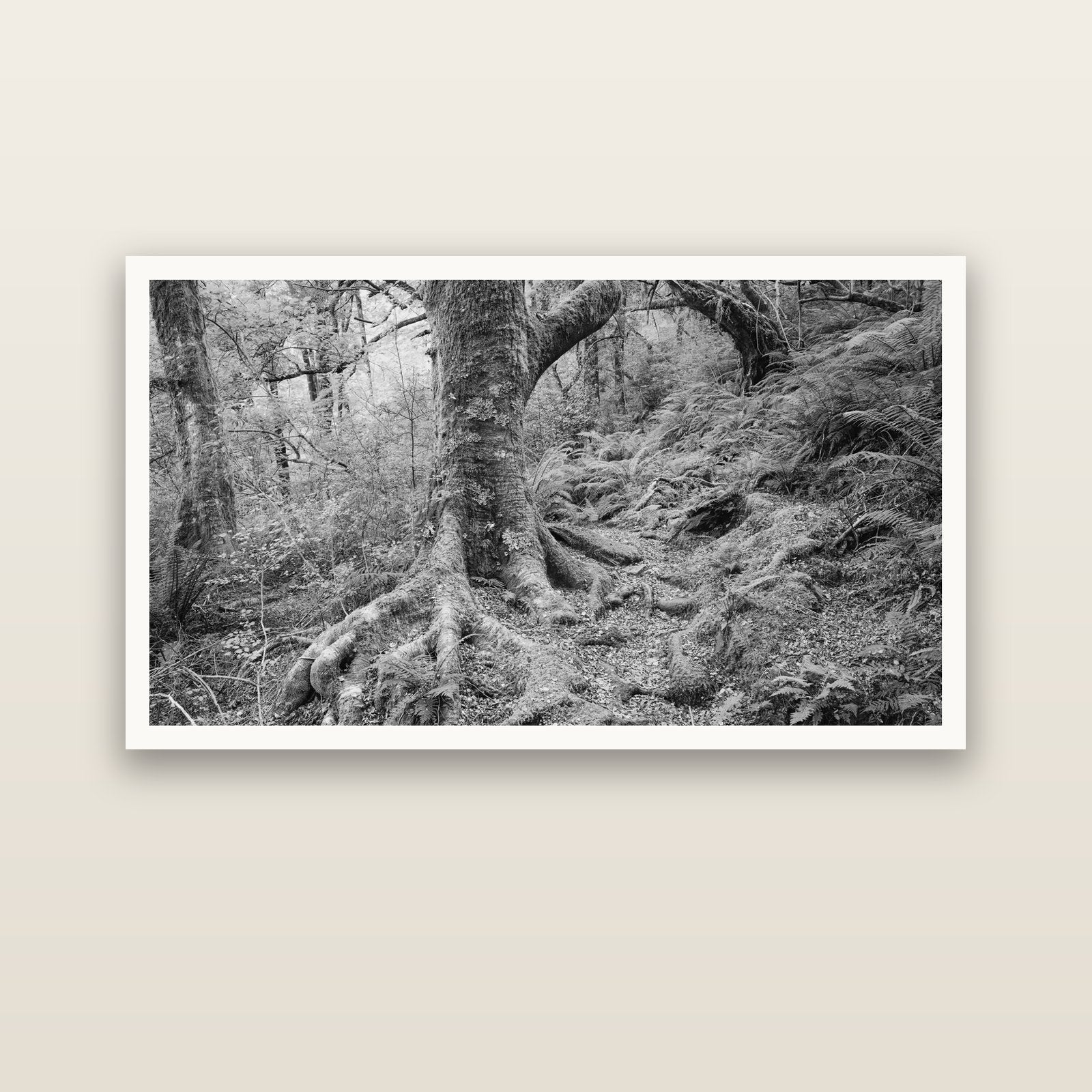 Enchanted Forest Path, Mt. Aspiring National Park — Hahnemühle fine art print, 150 × 75 cm. New Zealand fine art landscape photography by Stephen Milner.