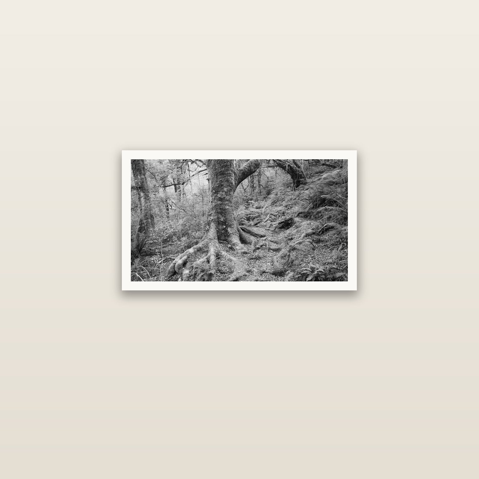 Enchanted Forest Path, Mt. Aspiring National Park — Hahnemühle fine art print, 61 × 36 cm. New Zealand fine art landscape photography by Stephen Milner.