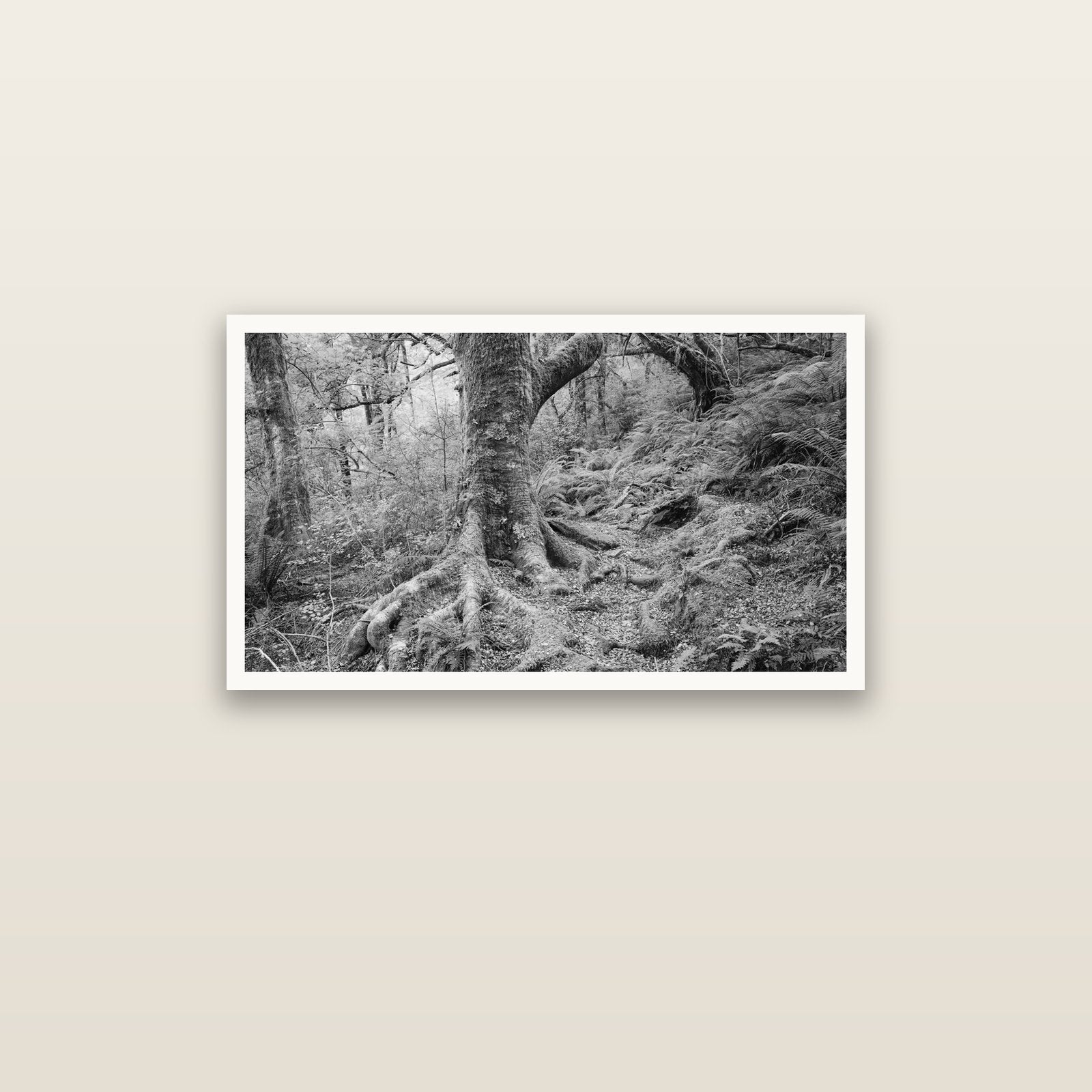 Enchanted Forest Path, Mt. Aspiring National Park — Hahnemühle fine art print, 91 × 51 cm. New Zealand fine art landscape photography by Stephen Milner.