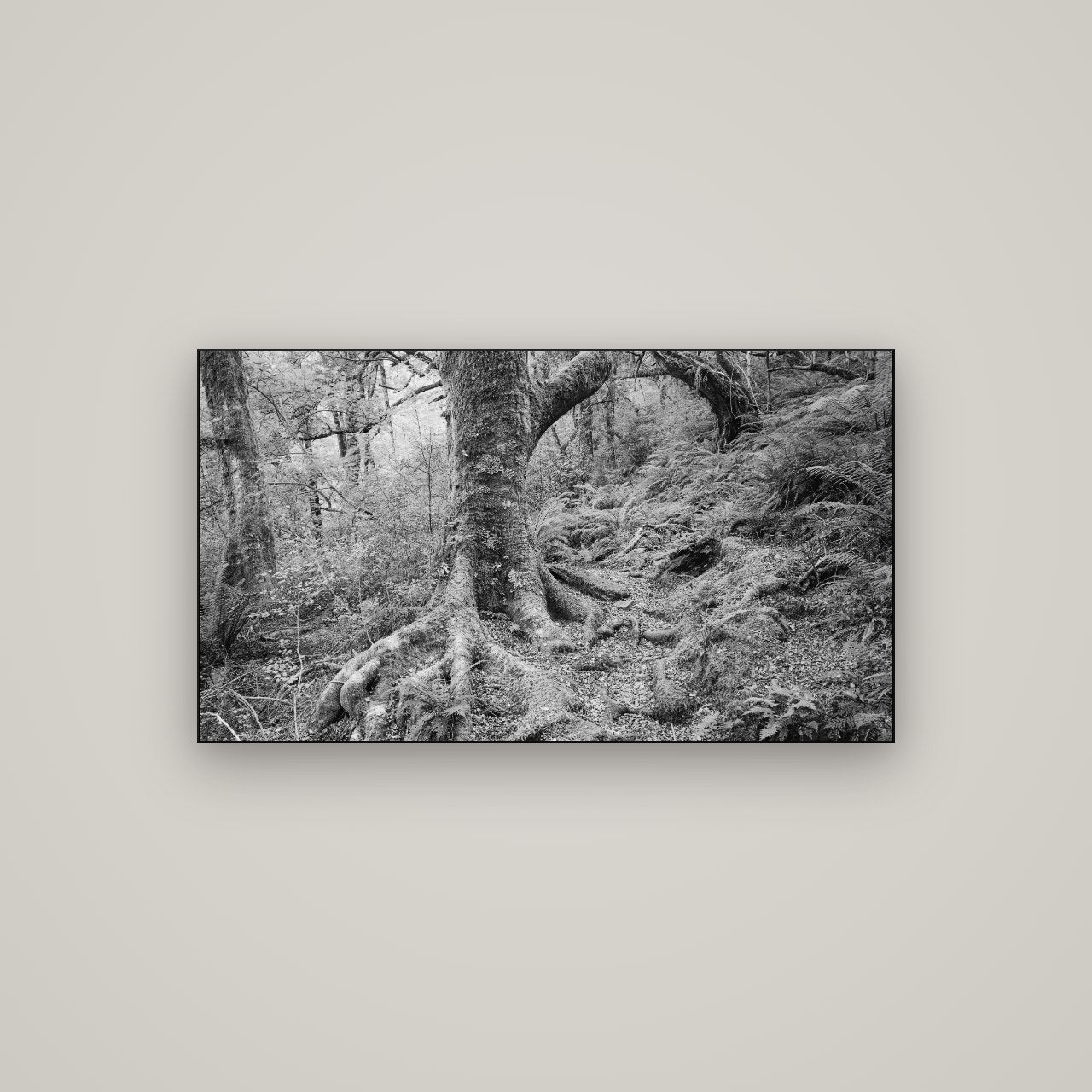 Enchanted Forest Path, Mt. Aspiring National Park — Slimline Black, 107×60 cm. New Zealand fine art wall art by Stephen Milner.