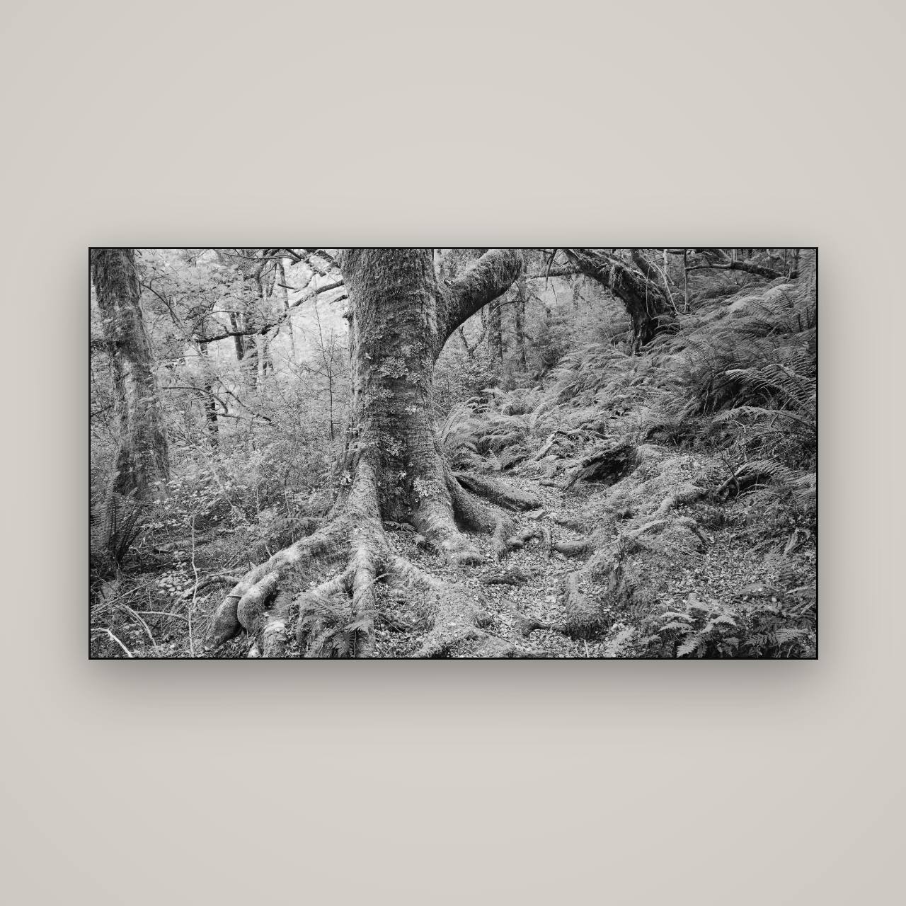 Enchanted Forest Path, Mt. Aspiring National Park — Slimline Black, 160×90 cm. New Zealand fine art wall art by Stephen Milner.