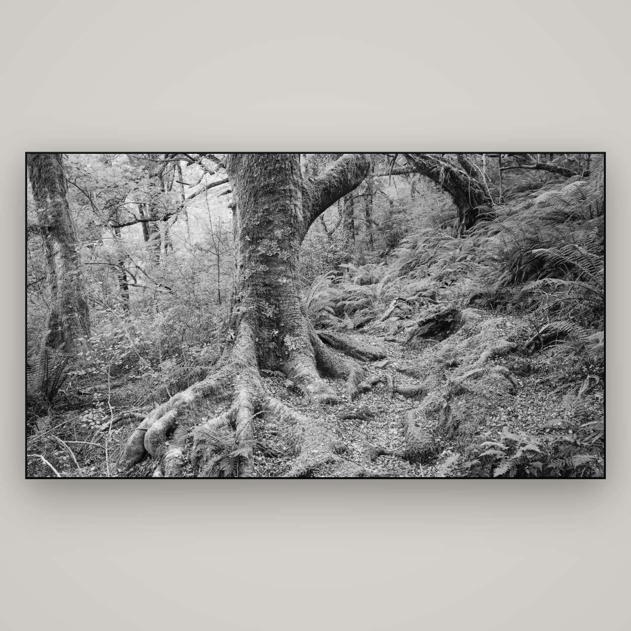 Enchanted Forest Path, Mt. Aspiring National Park — Slimline Black, 196×110 cm. New Zealand fine art wall art by Stephen Milner.