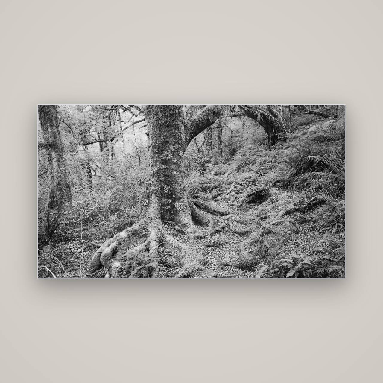 Enchanted Forest Path, Mt. Aspiring National Park — Slimline Silver, 160×90 cm. New Zealand fine art wall art by Stephen Milner.