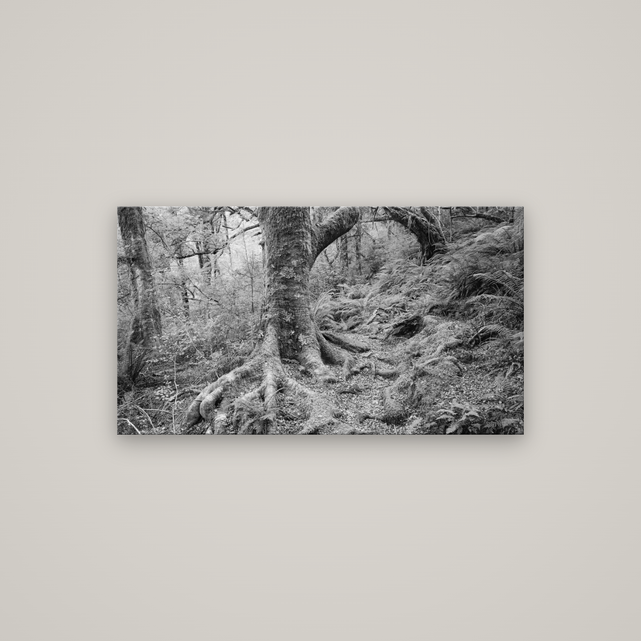 Enchanted Forest Path, Mt. Aspiring National Park — No frame, 107×60 cm. New Zealand fine art wall art by Stephen Milner.