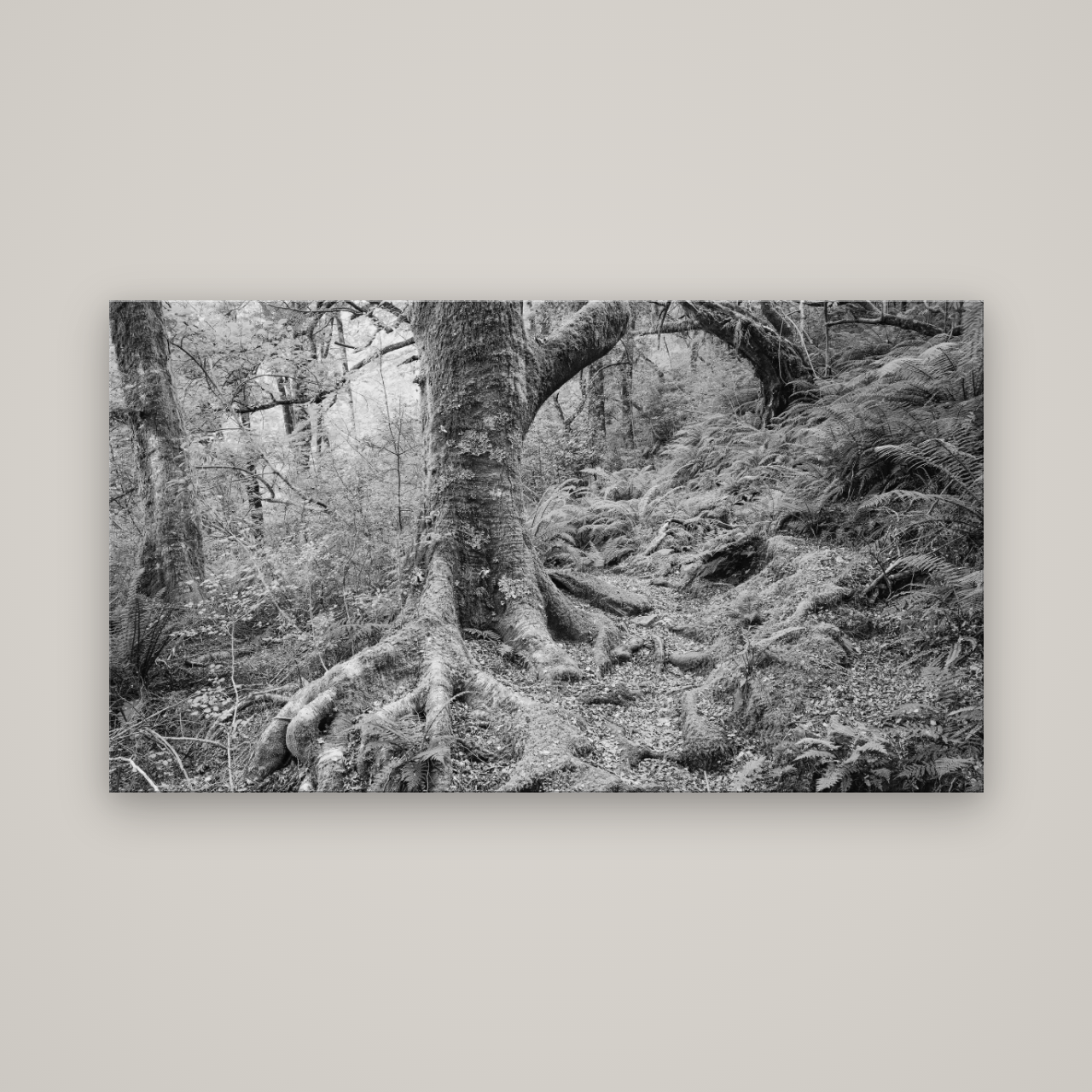 Enchanted Forest Path, Mt. Aspiring National Park — No frame, 160×90 cm. New Zealand fine art wall art by Stephen Milner.