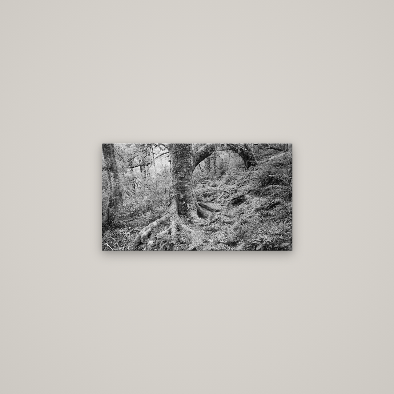 Enchanted Forest Path, Mt. Aspiring National Park — No frame, 64×36 cm. New Zealand fine art wall art by Stephen Milner.
