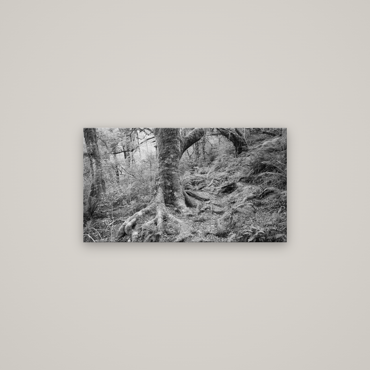 Enchanted Forest Path, Mt. Aspiring National Park — No frame, 80×45 cm. New Zealand fine art wall art by Stephen Milner.