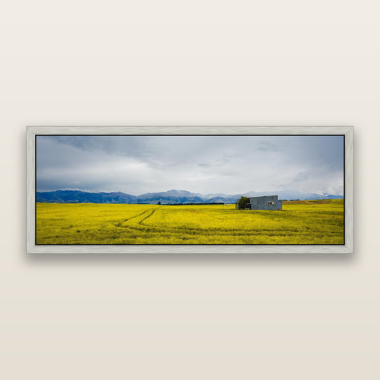 Fields of Gold, Canterbury — framed metallic canvas print, Antique Silver frame. New Zealand fine art landscape wall art by Stephen Milner.