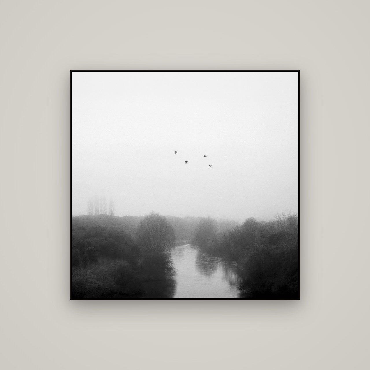 Graceful Flyby, Waikato — ArtBox Black, 100×100 cm. New Zealand fine art wall art by Stephen Milner.